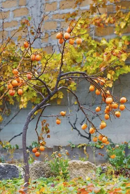 Фотография королка дерева: пейзаж, который захочется сфотографировать