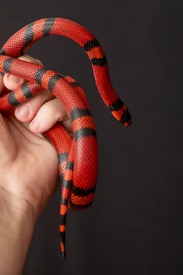 Уникальные снимки Королевской молочной змеи