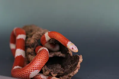 Удивительные снимки Королевской молочной змеи в png формате