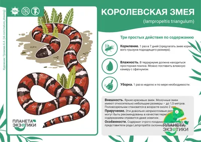 Захватывающие фотографии Королевской молочной змеи