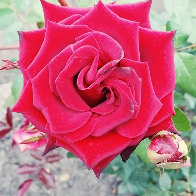 Фотографии королевских роз в прекрасном качестве