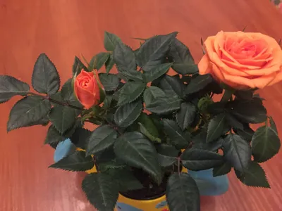 Роскошные фотографии королевских роз для скачивания