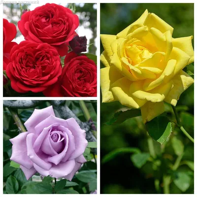 Пленительные изображения королевских роз на странице