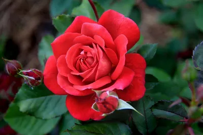 Фотографии королевских роз для любителей красоты природы