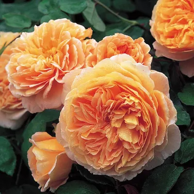 Великолепные фото роз в различных форматах