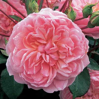 Широкий выбор форматов для загрузки красивых фото роз