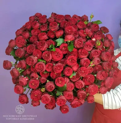 Восхитительные фотографии королевских роз