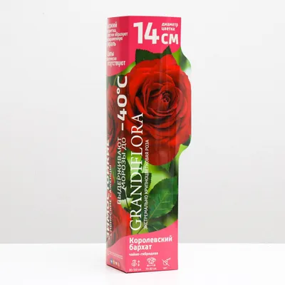 Фотографии королевских роз для настоящих ценителей красоты