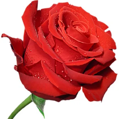 Восхитительные фотографии королевских роз с выбором размера