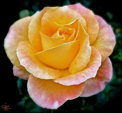 Удивительные снимки роз с возможностью выбора размера