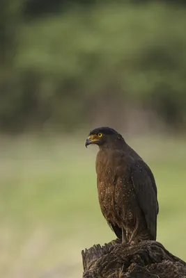 Невероятные изображения коршуна в формате PNG