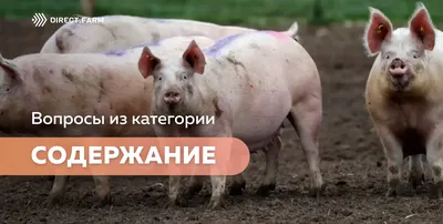 Фон с реалистичным корытом для свиней: красивое изображение