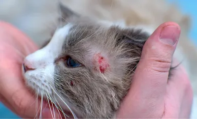 Фото человека с кошачьей чесоткой: Подробные изображения для загрузки