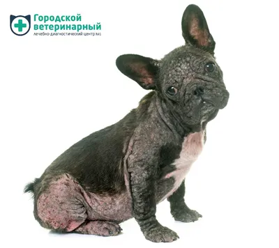 Фото и изображения человека с кошачьей чесоткой: Разнообразие форматов