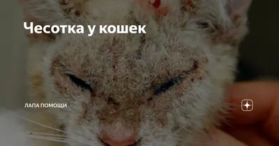 Фото человека с кошачьей чесоткой: Выберите размер и формат