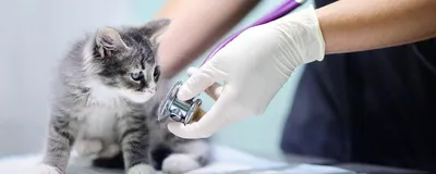 Фотогалерея человека с кошачьей чесоткой: Размер на ваш выбор