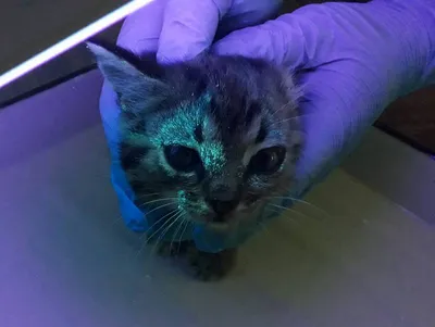 Суперснимки: Человек с кошачьей чесоткой в различных разрешениях