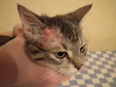 Уникальные снимки: Человек с кошачьей чесоткой в формате JPG