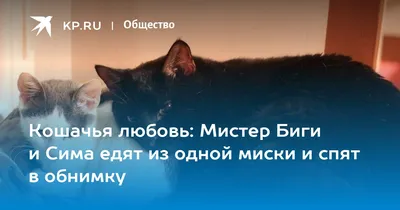 Уникальные снимки кошачьей привязанности