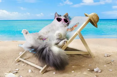 Кошка на пляже: новое изображение в HD для скачивания