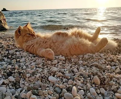 Кошка на пляже: уникальные фотографии для скачивания