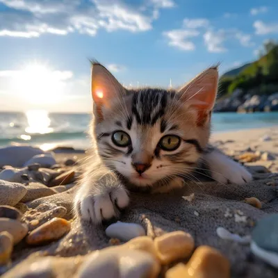 Кошка на пляже: красивые картинки кошек на пляже