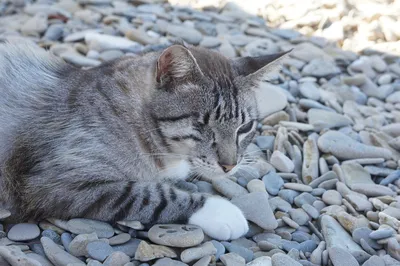 Кошка на пляже: фото кошки на пляже в формате WebP