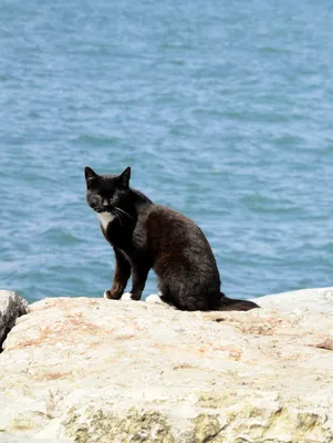 Кошка на пляже: скачать фото кошки на пляже в высоком разрешении