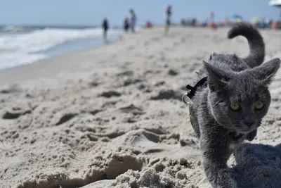 Кошка на пляже: фотографии кошек на пляже в формате PNG