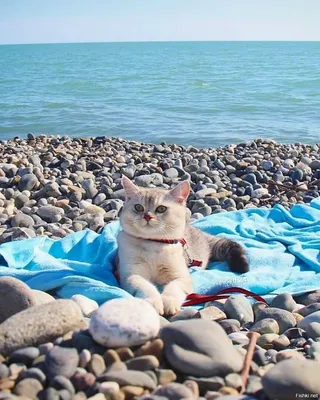 Кошка на пляже: красивые фото кошек на пляже для скачивания
