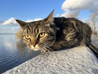 Кошка на пляже: скачать HD фото кошки на пляже