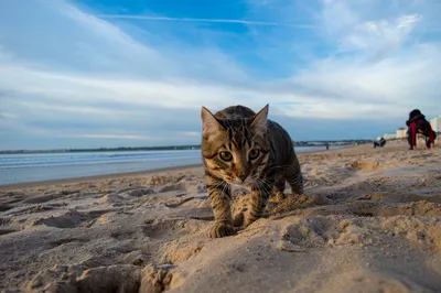 Кошка на пляже: фотографии кошек на пляже в 4K