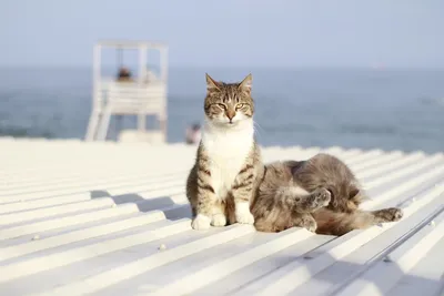 Кошка на пляже: красивые картинки кошек на пляже для скачивания