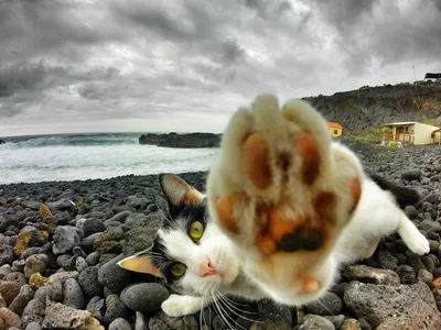Кошка на пляже: скачать бесплатно фото кошки на пляже