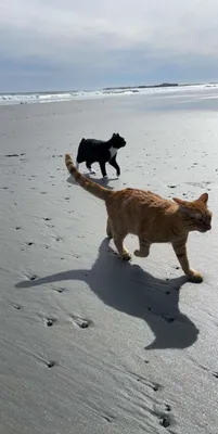 Кошка на пляже: новые фотографии кошек на пляже