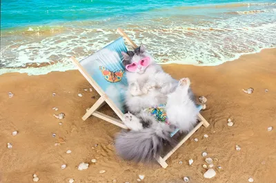 Кошка на пляже: фото кошки на пляже в формате Full HD