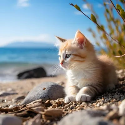 Кошка на пляже: красивые картинки кошек на пляже в HD
