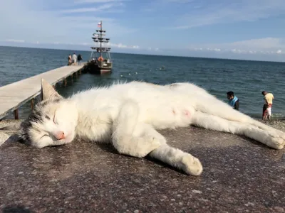 Кошка на пляже: качественные изображения кошек на пляже в формате PNG