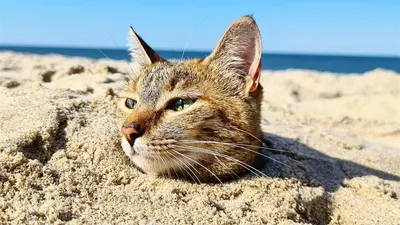 Кошка на пляже: красота природы в объективе