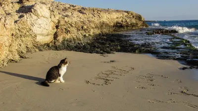 Фото кошки на пляже: идеальное сочетание спокойствия и приключений