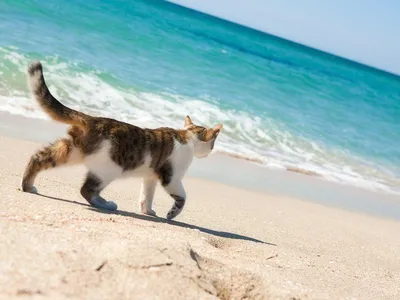 Кошка на пляже: моменты умиротворения и наслаждения