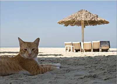 Кошка на пляже: изображения в хорошем качестве (PNG, JPG)