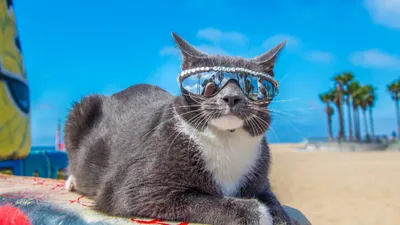 Кошка на пляже: моменты счастья и релаксации