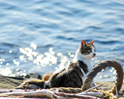 Уникальные снимки кошки на пляже: красота и грация в движении