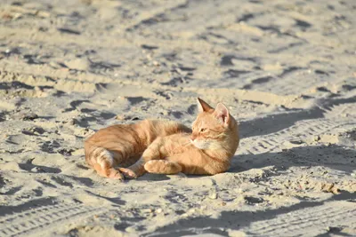 Кошка на пляже: игра солнечных лучей на песчаном берегу