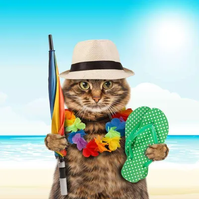 Фотографии кошки на пляже: воплощение свободы и спокойствия