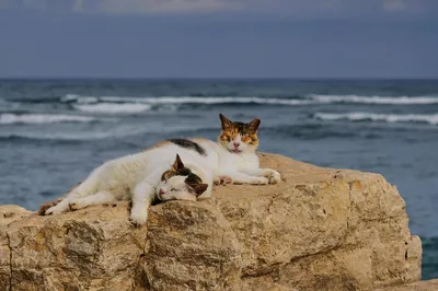 Фото кошки на пляже: встреча с природой в ее самом прекрасном проявлении