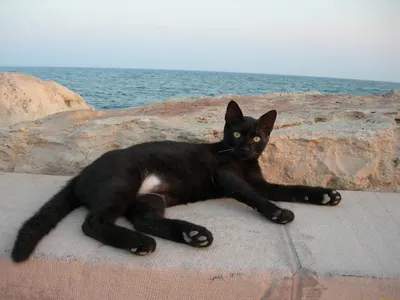 Уникальные снимки кошки на пляже: красота и грация в движении