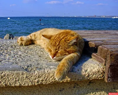 Картинка кошки на пляже в Full HD