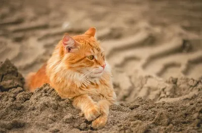 Фотография кошки на пляже в 4K разрешении